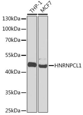 Western Blot: HNRNPCL1 AntibodyBSA Free [NBP3-05586]